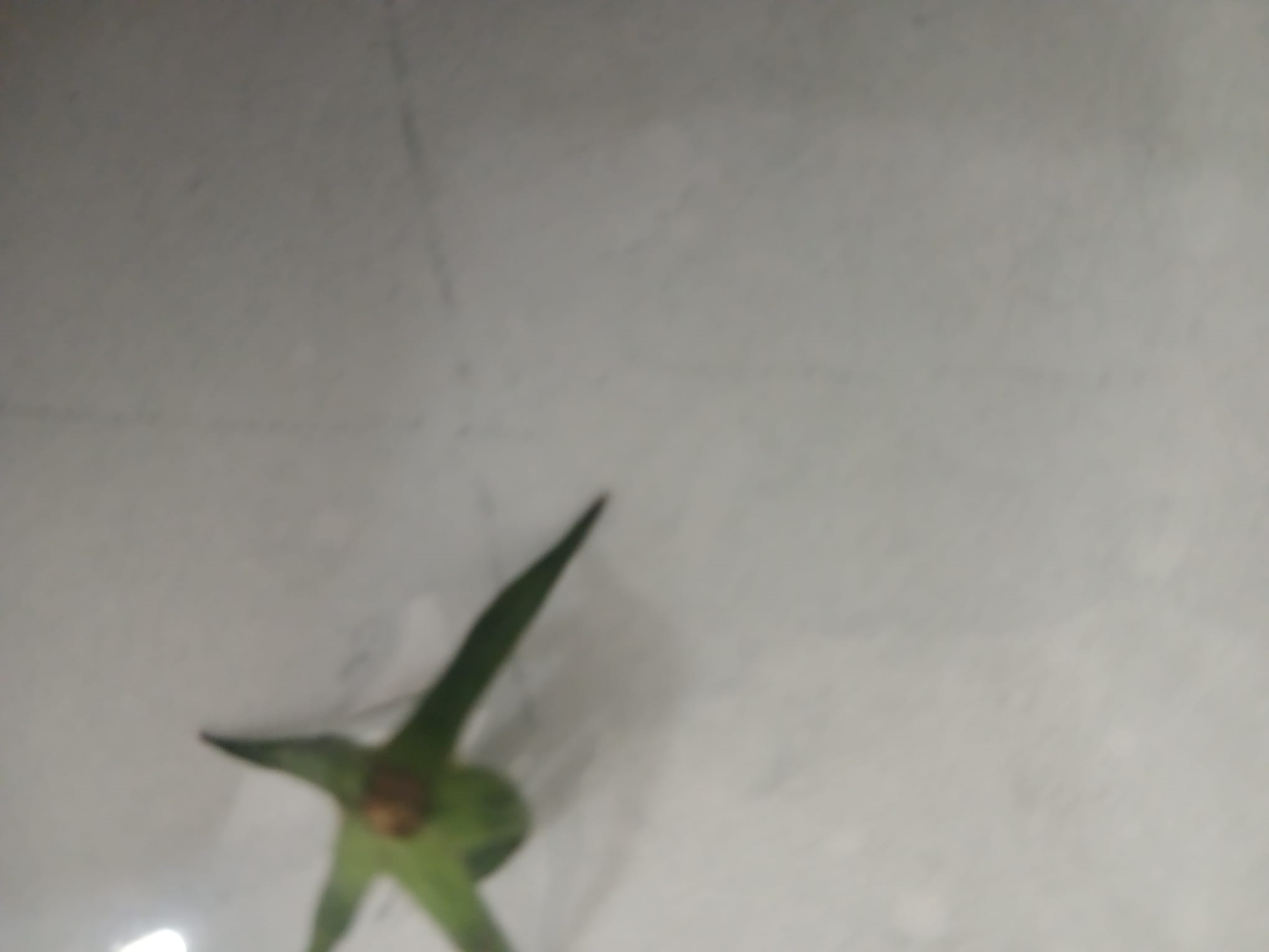 בית כנסת עופר